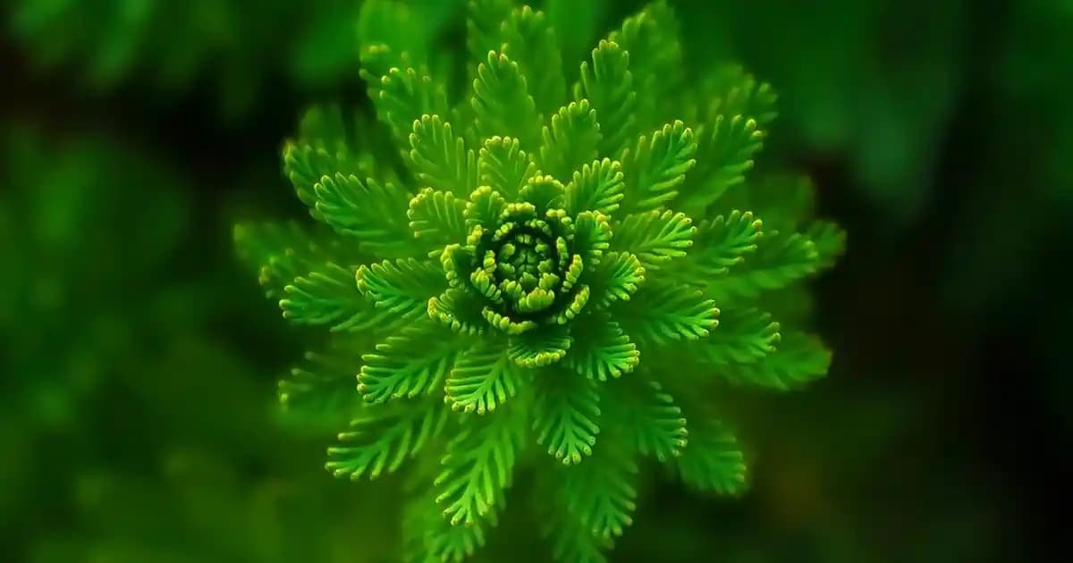 Avon Surrender Parfümü: Kadın ve Erkek İçin Oriental ve Floral Notalara Sahip Koku